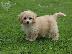 PoulaTo: Cavapoo Red